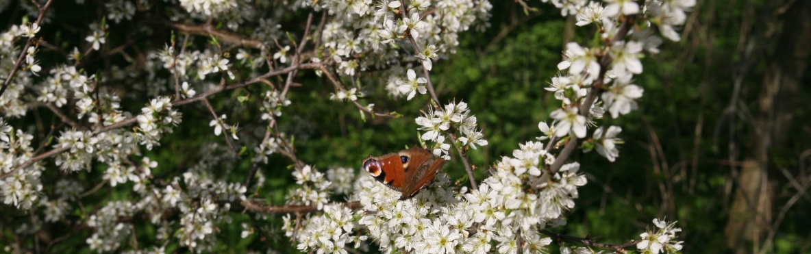 Bl&uuml;hender Zweig