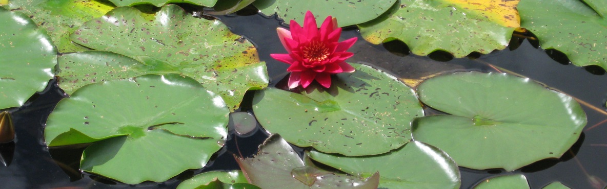 Seerose im Klostergarten