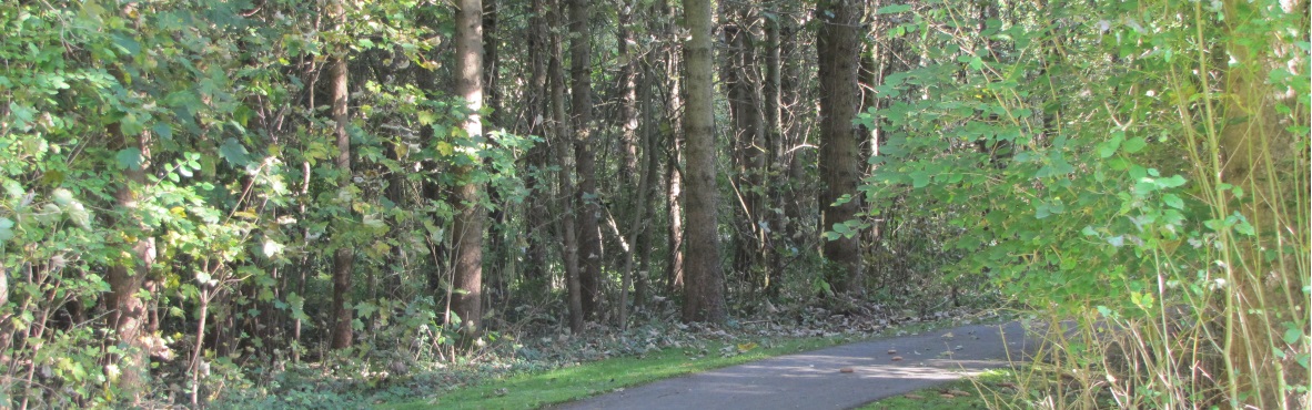 Waldweg im Klostergarten