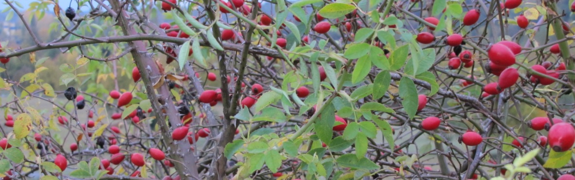 Strauch von Hagebutten