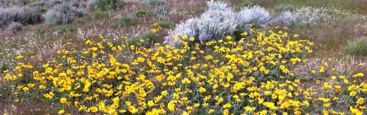 W&uuml;stenblumen Nevada