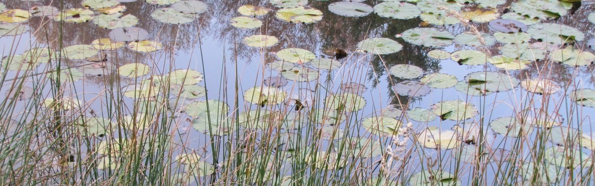 Weiher im Klostergarten