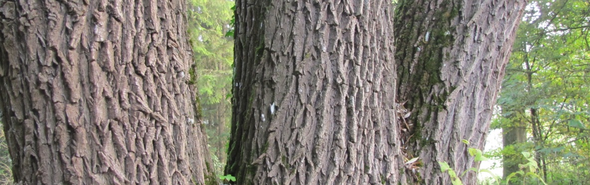 Ein Baum, drei St&auml;mme
