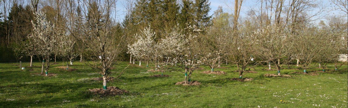 Obstgarten im Fr&uuml;hjahr